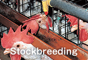 Stockbreeding