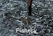 Fishery